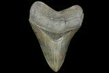 Serrated, Fossil Megalodon Tooth - Georgia #92895-1